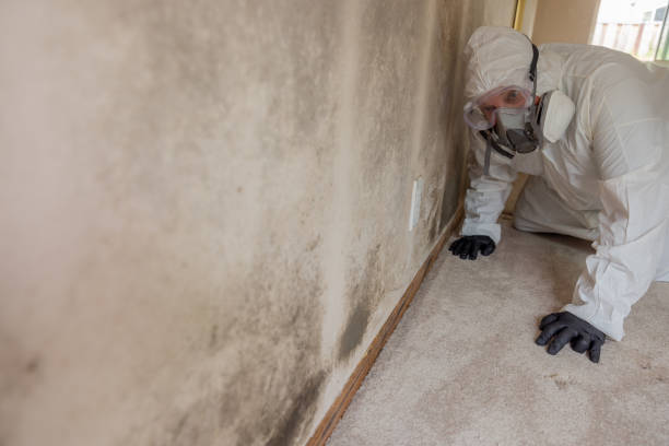 Trusted Coventry Lake, CT Mold Removal Services Experts